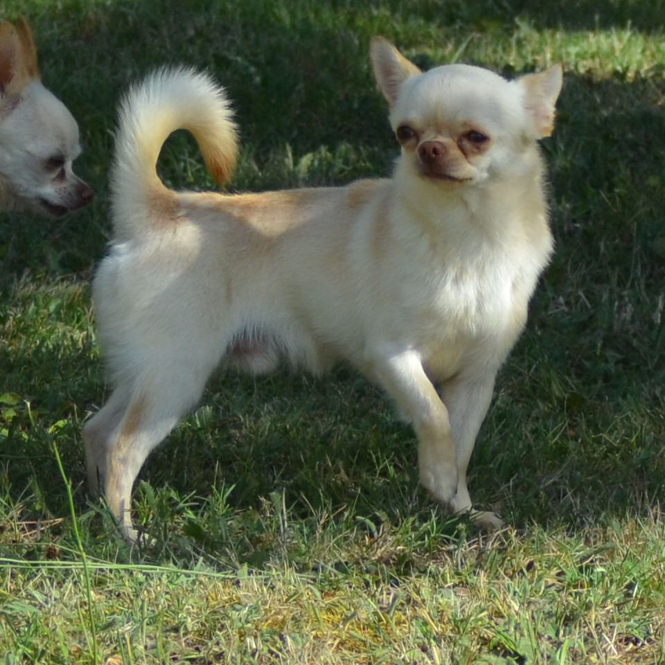 Les Chihuahua de l'affixe Du Royaume De Macanoclé