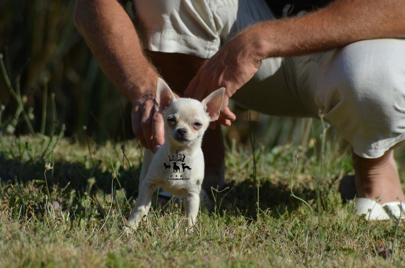 Du Royaume De Macanoclé - Chiot disponible  - Chihuahua