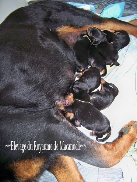 Du Royaume De Macanoclé - Rottweiler - Portée née le 18/05/2011