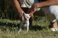 Du Royaume De Macanoclé - Chihuahua - Portée née le 18/04/2018