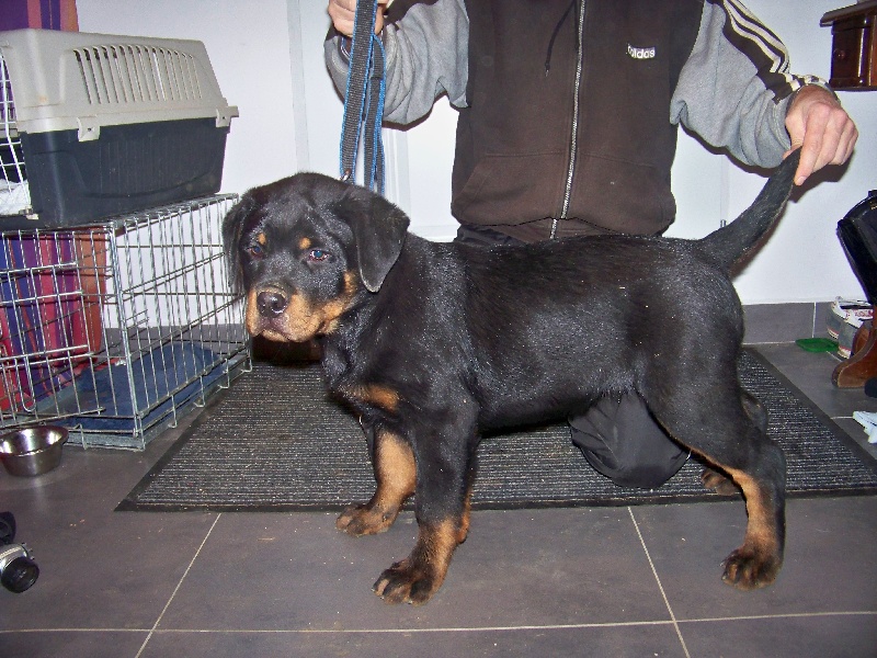Du Royaume De Macanoclé - Rottweiler - Portée née le 07/09/2012