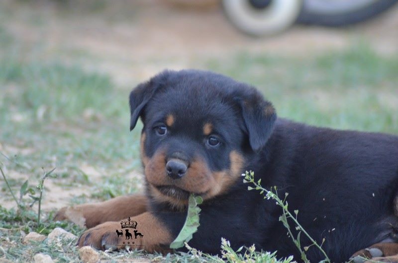 Du Royaume De Macanoclé - Rottweiler - Portée née le 05/03/2014