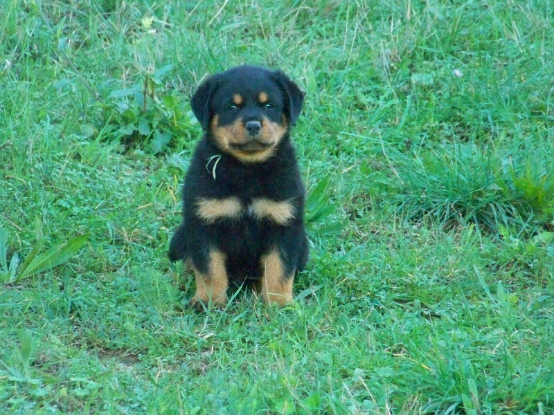 Du Royaume De Macanoclé - Rottweiler - Portée née le 07/09/2012