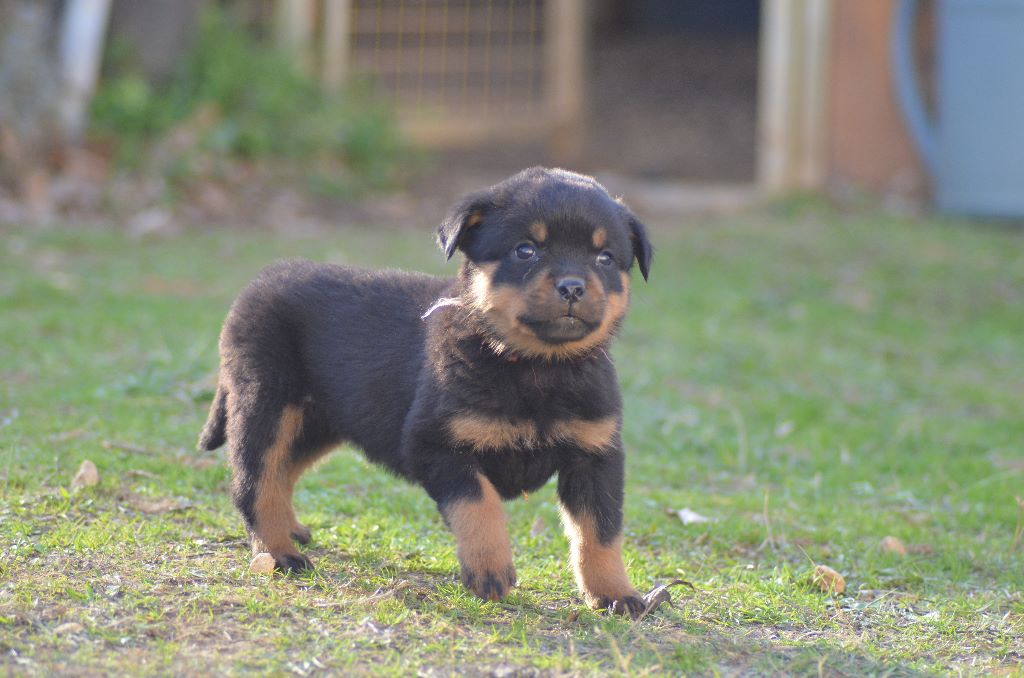 Du Royaume De Macanoclé - Chiots disponibles - Rottweiler