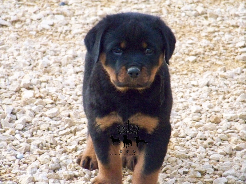 Du Royaume De Macanoclé - Rottweiler - Portée née le 16/11/2013