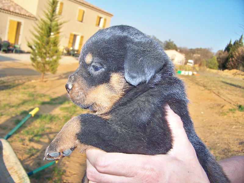 Du Royaume De Macanoclé - Rottweiler - Portée née le 19/02/2012