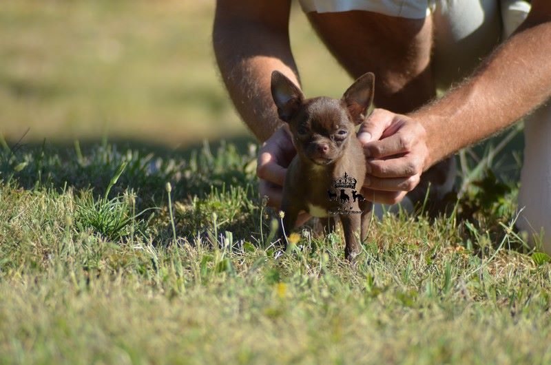 Du Royaume De Macanoclé - Chiots disponibles - Chihuahua