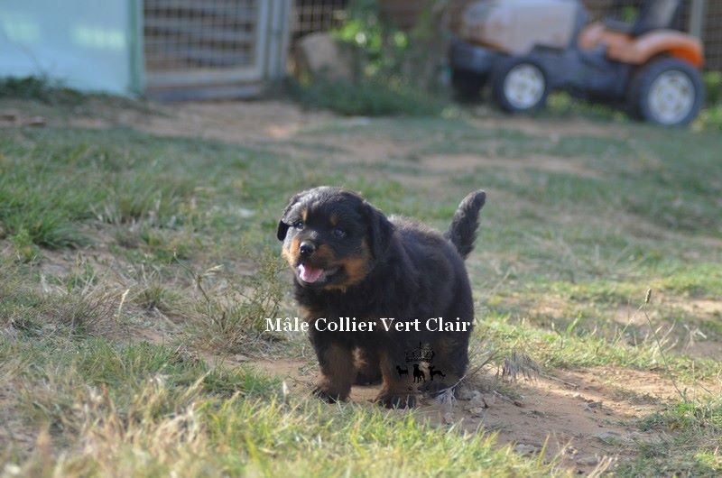 Du Royaume De Macanoclé - Rottweiler - Portée née le 22/04/2014