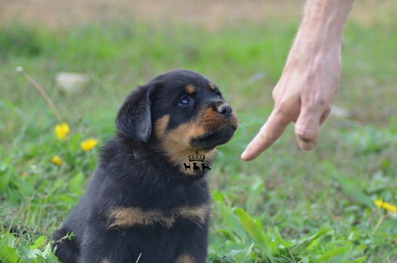 Du Royaume De Macanoclé - Rottweiler - Portée née le 09/09/2015