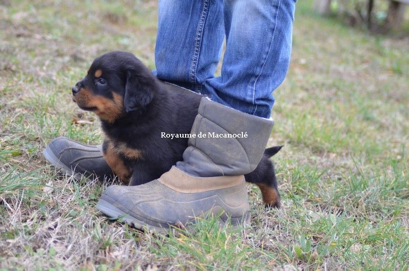 Du Royaume De Macanoclé - Rottweiler - Portée née le 03/01/2017